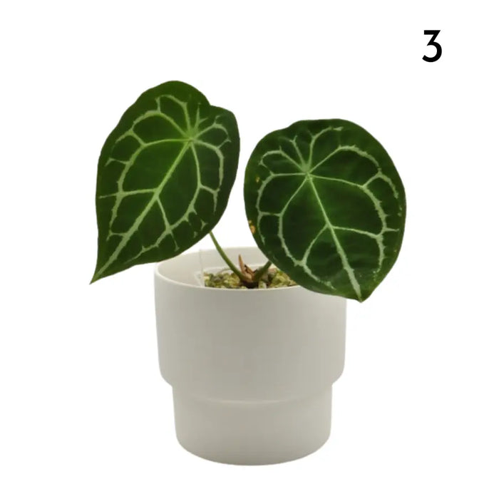 Anthurium Forgetii x