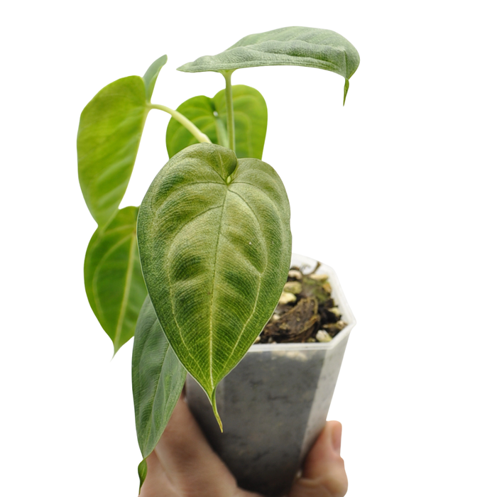 Syngonium chiapense 'Frosted Heart'