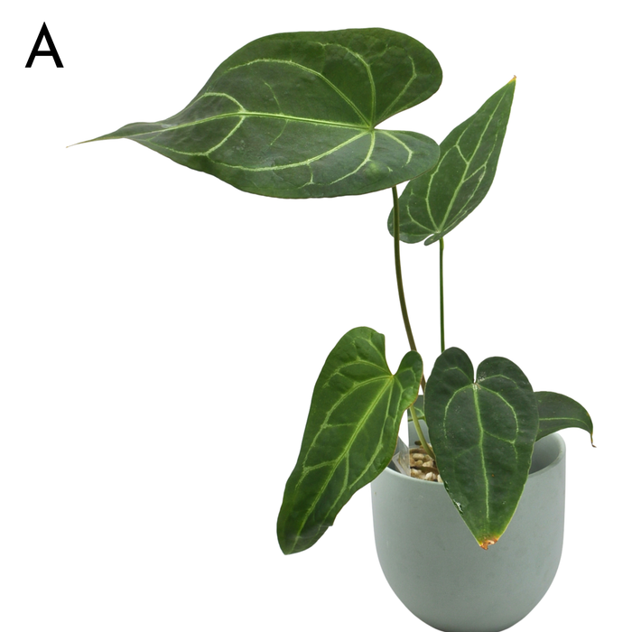 Anthurium 'Dark Night' x Regal