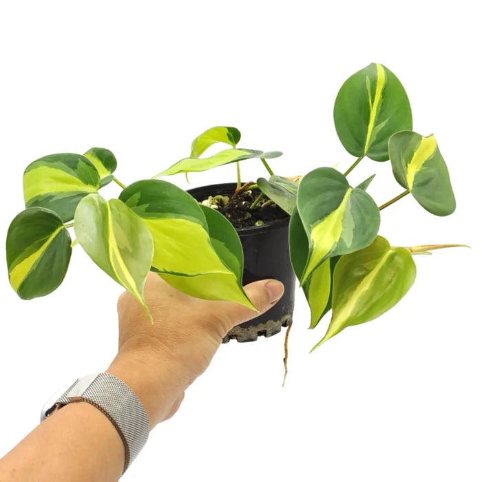 Philodendron Brasil
