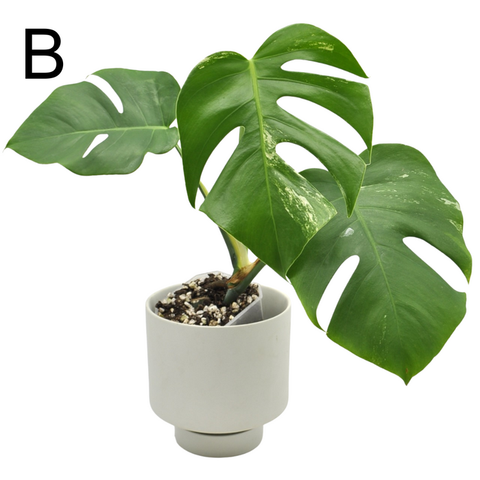 Monstera Borsigiana 'Albo' Variegata (soil)