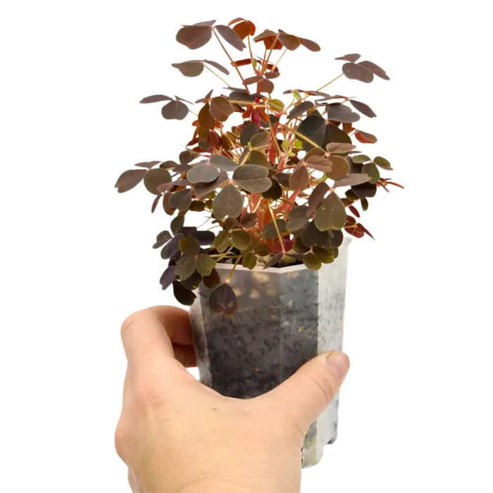 Oxalis Vulcanicola Zinfandel