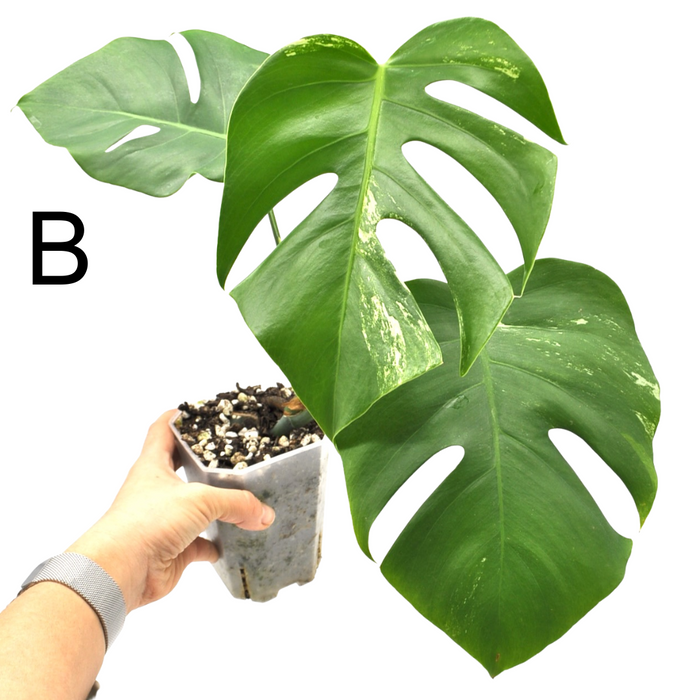 Monstera Borsigiana 'Albo' Variegata (soil)