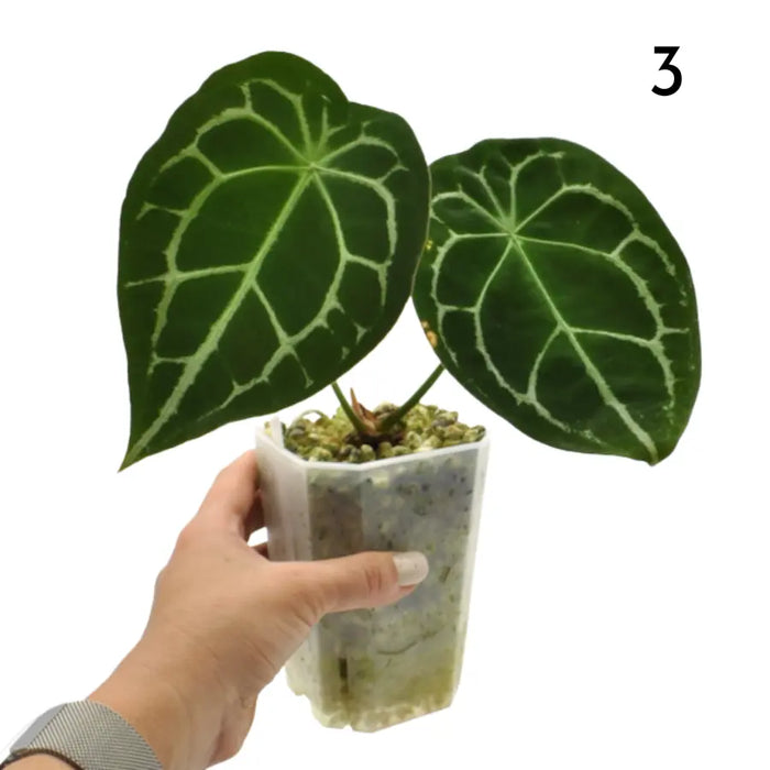 Anthurium Forgetii x