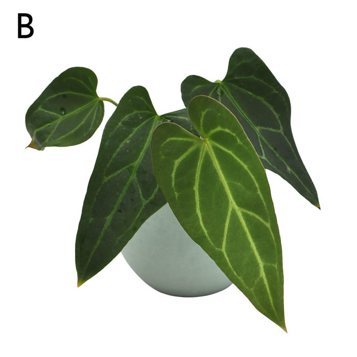 Anthurium 'Dark Night' x Regal