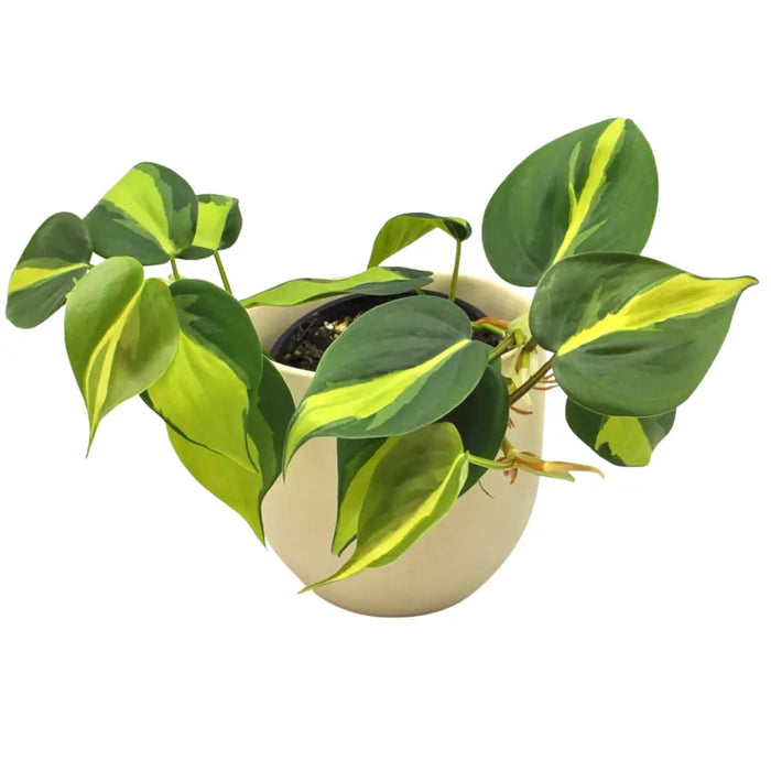 Philodendron Brasil