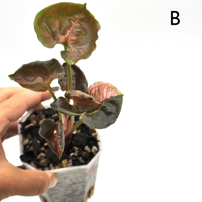 Syngonium Strawberry Ice