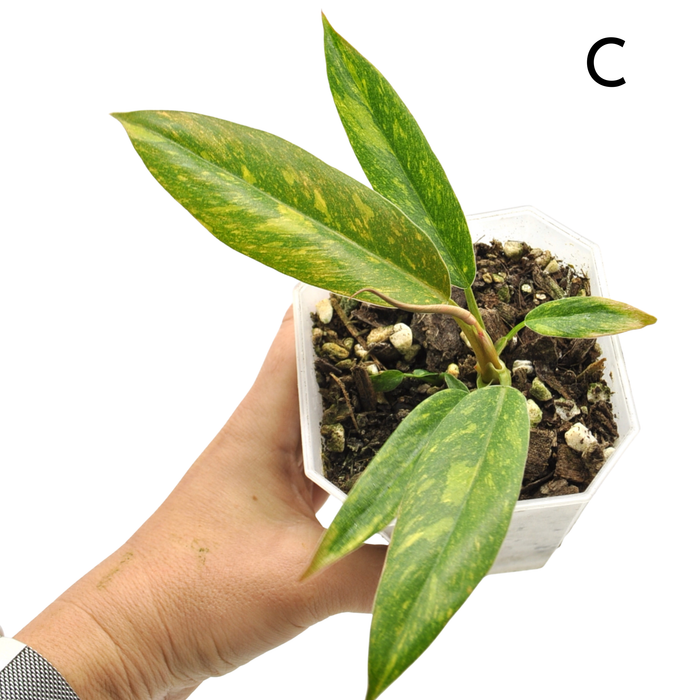 Philodendron Ring of Fire