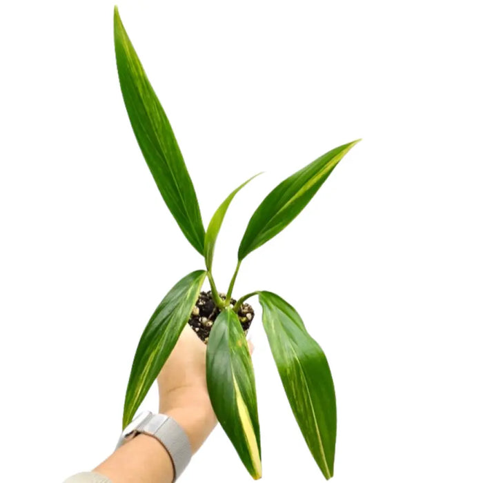 Epipremnum Amplissimum Aurea