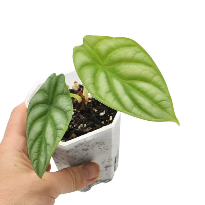 Alocasia Silver Dragon