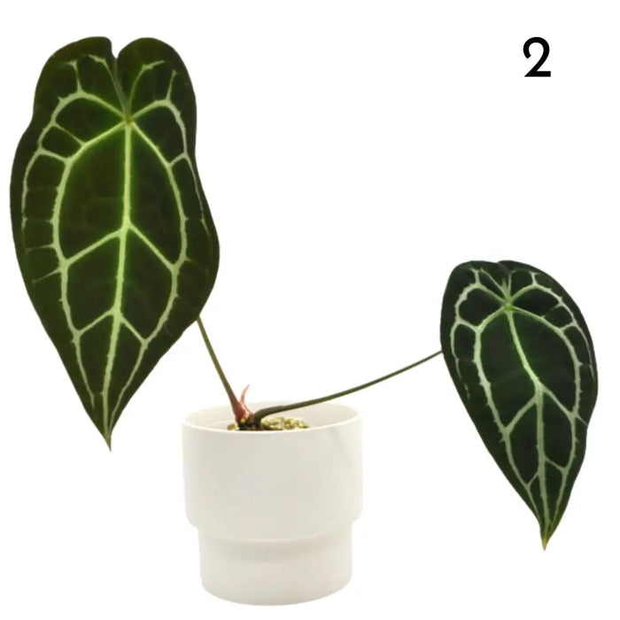 Anthurium Forgetii x