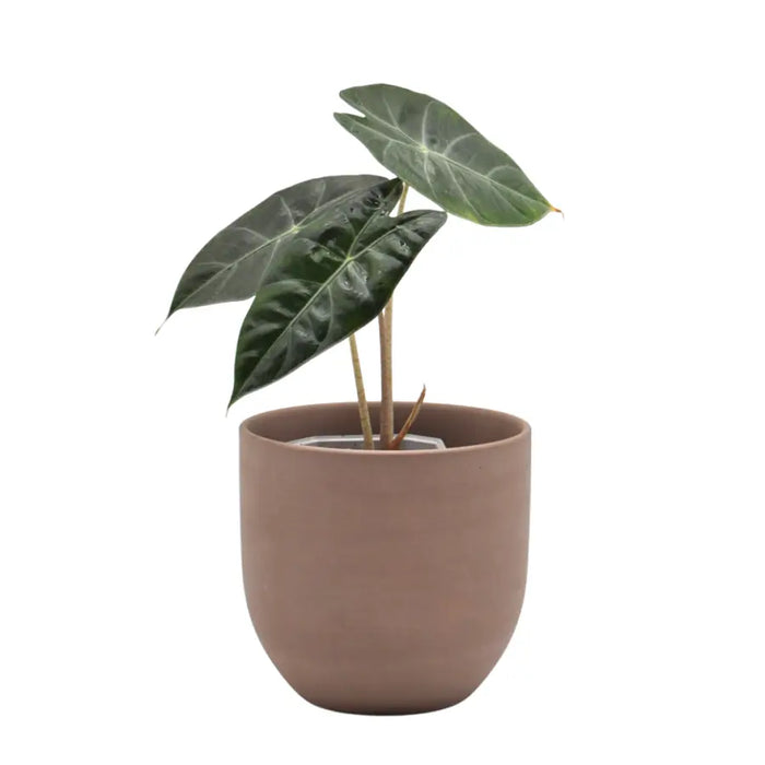Alocasia Pink Dragon
