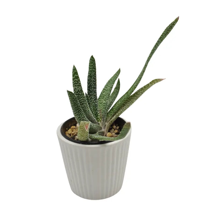 Gasteria verrucosa