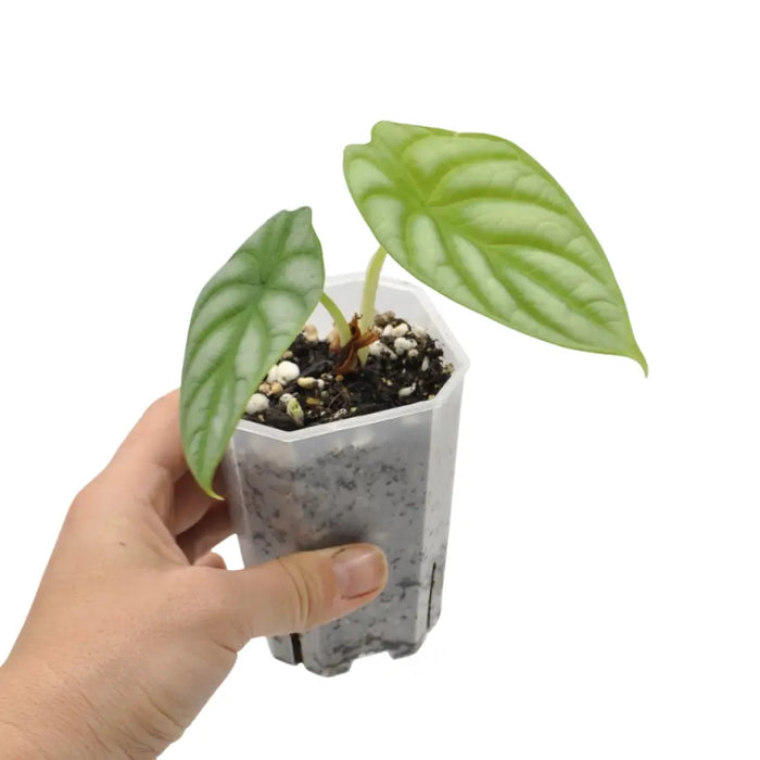 Alocasia Silver Dragon