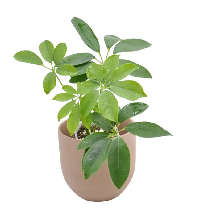 Schefflera arboricola