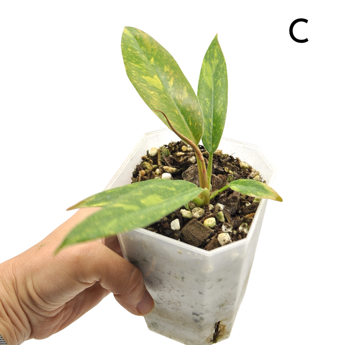 Philodendron Ring of Fire