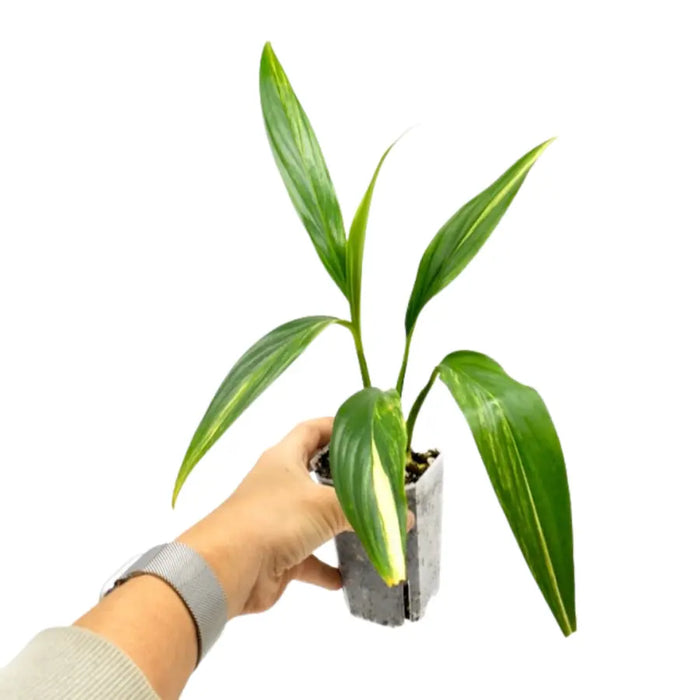 Epipremnum Amplissimum Aurea