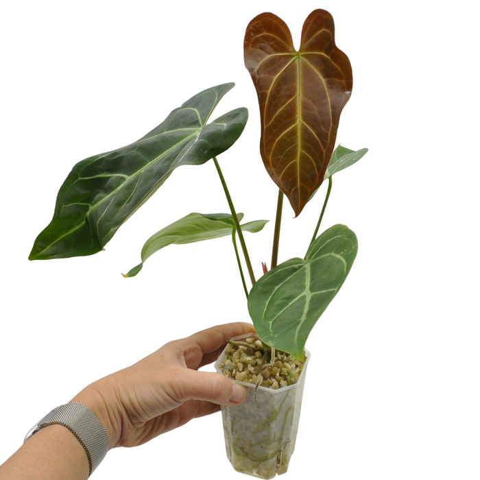 Anthurium Magnificum x Sanguineum