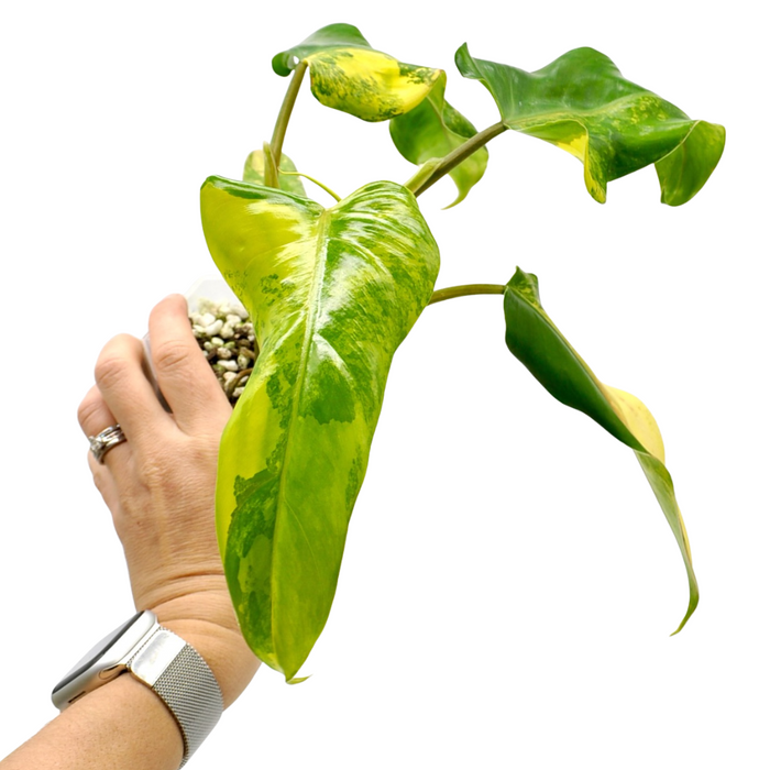 Philodendron Domesticum Variegata