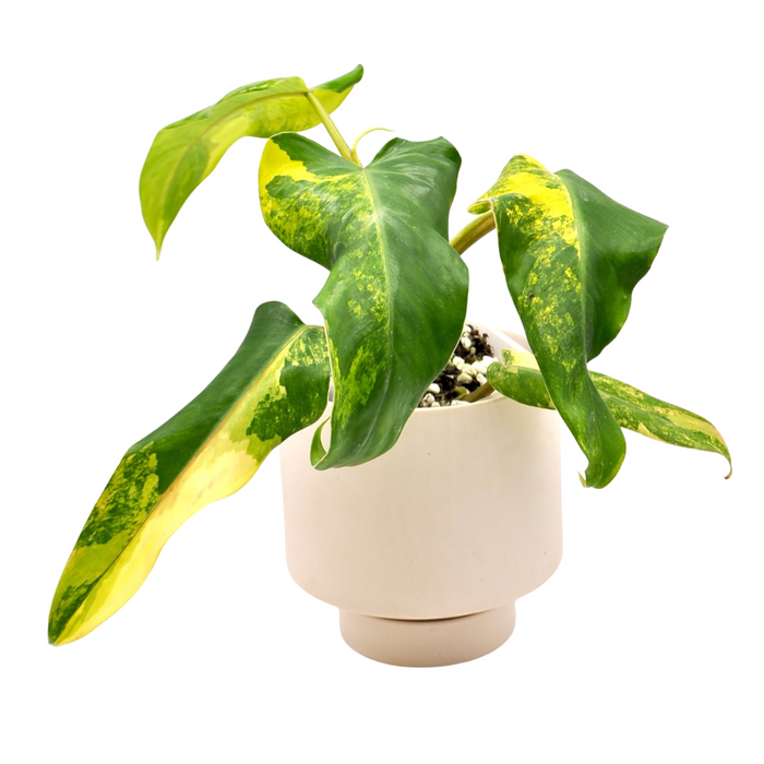 Philodendron Domesticum Variegata