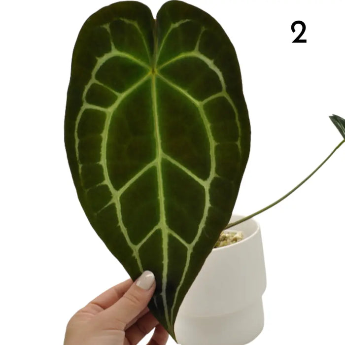 Anthurium Forgetii x