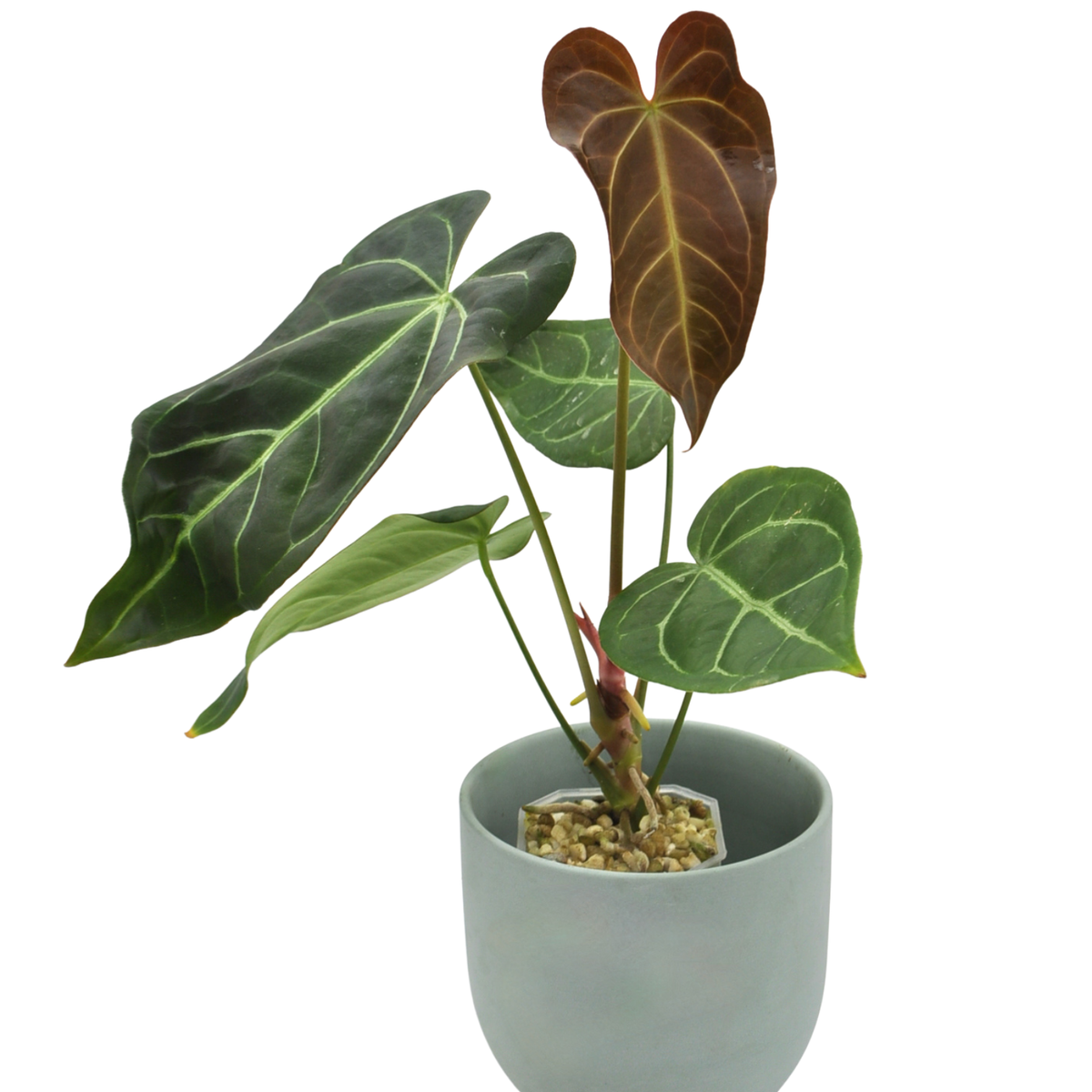 Anthurium Magnificum x Sanguineum indoor plant — Green My Space