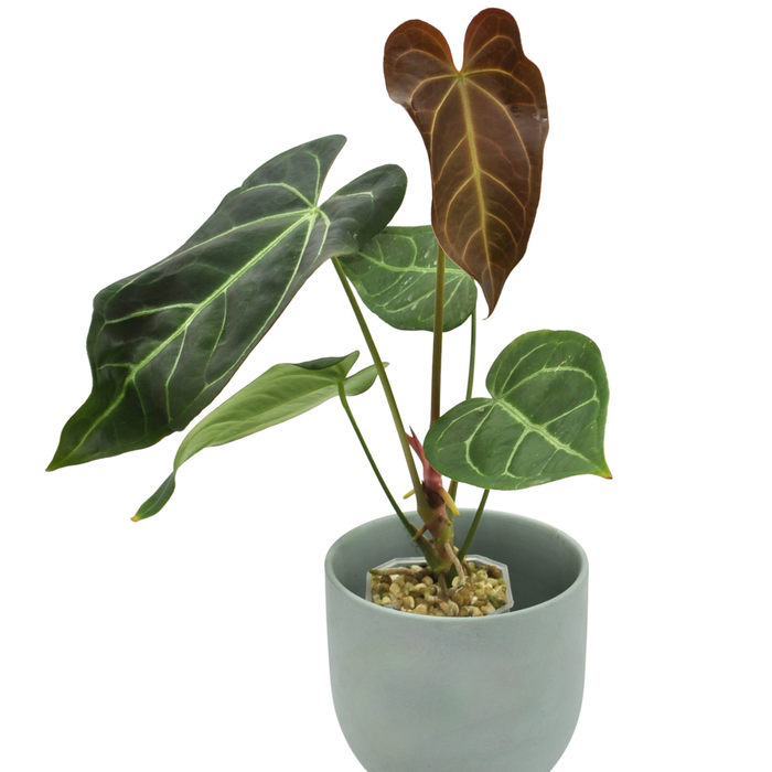Anthurium Magnificum x Sanguineum