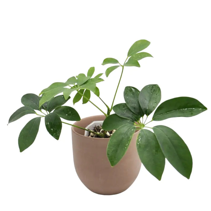 Schefflera arboricola