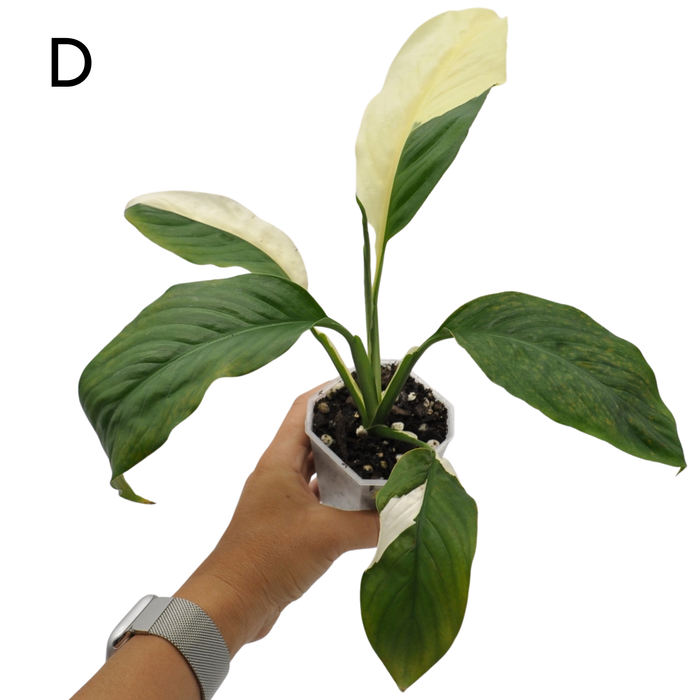 Spathiphyllum Picasso