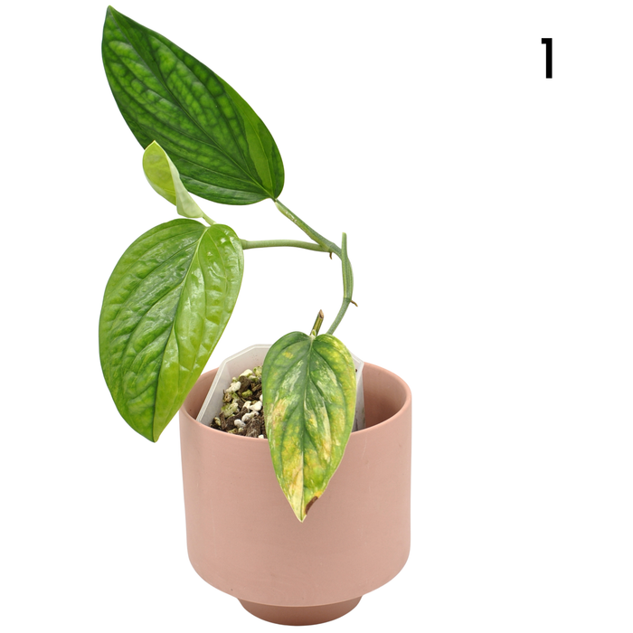 Monstera Peru Variegated - soil