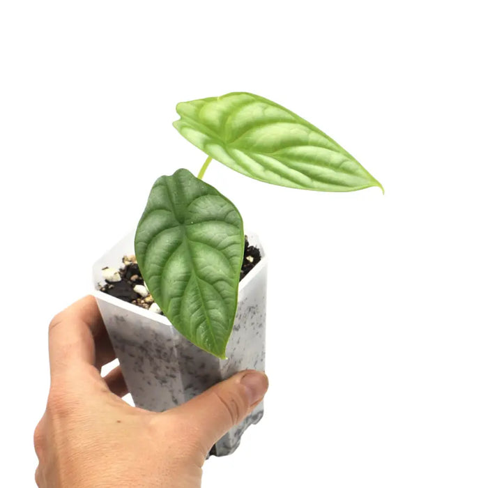 Alocasia Silver Dragon