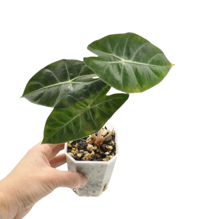Alocasia Pink Dragon