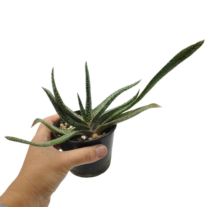 Gasteria verrucosa