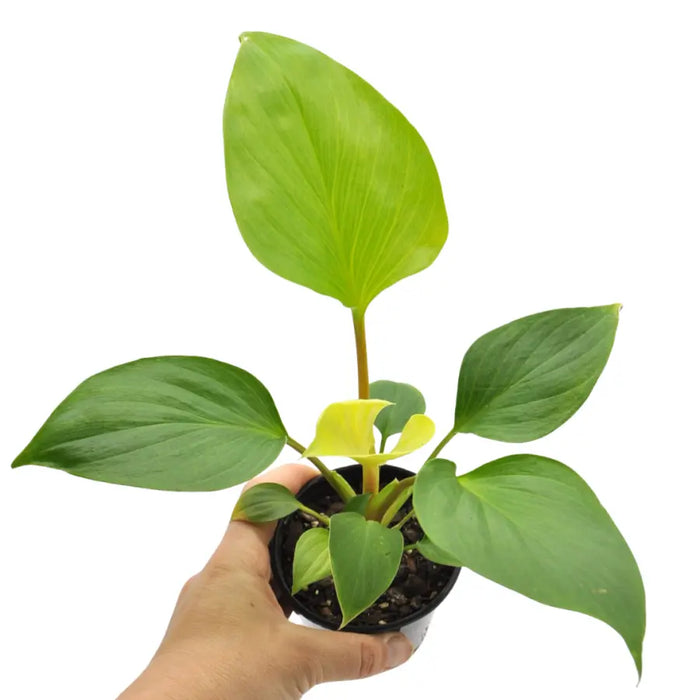 Homalomena occulta 'Lemon Lime'