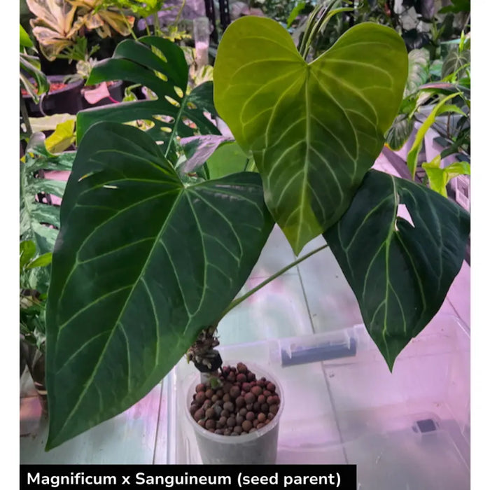 5 Anthurium (Magnificum x Sanguineum) X Wild Crystallinum Seeds