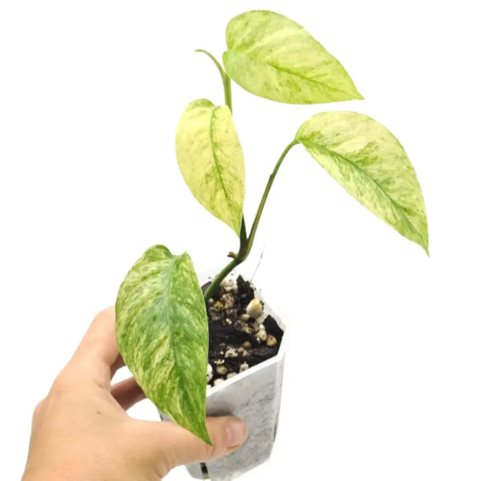 Monstera adansonii var laniata variegata 'mint'