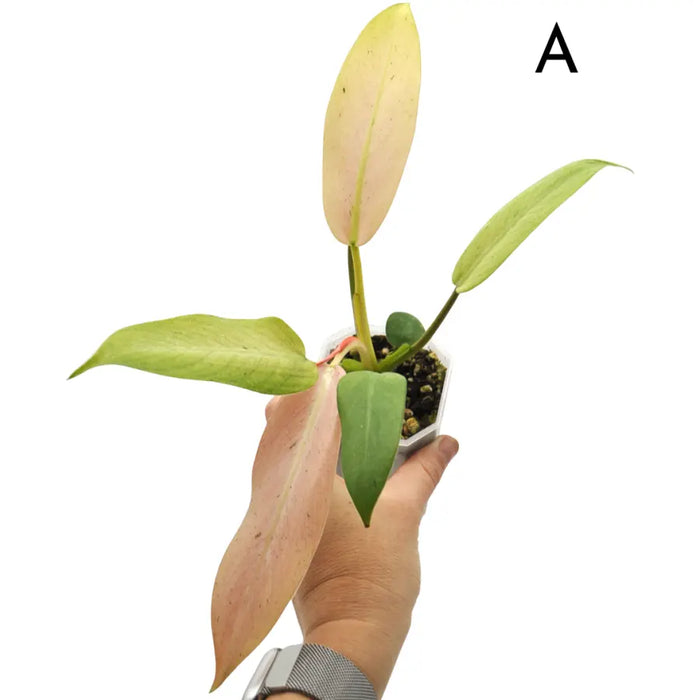 Philodendron Whipple Way