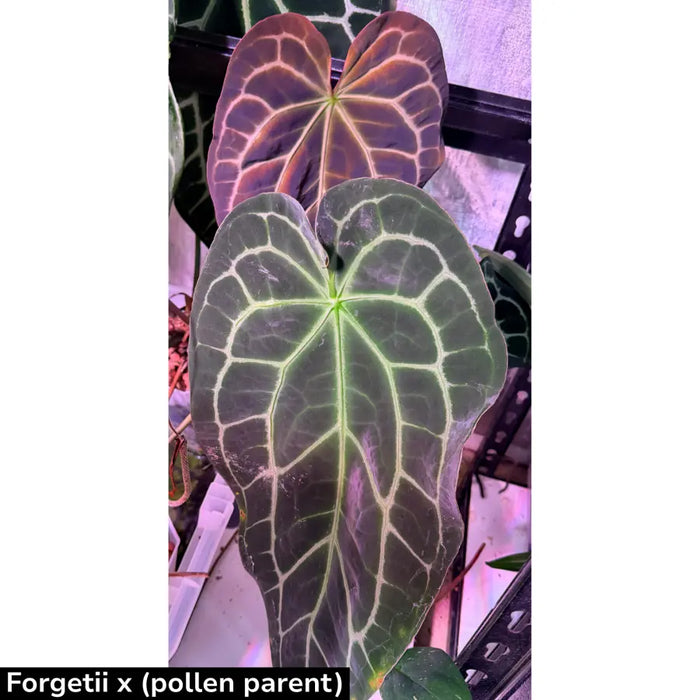 10 Anthurium (Dark Complex x Black noID) X Forgetti x seeds