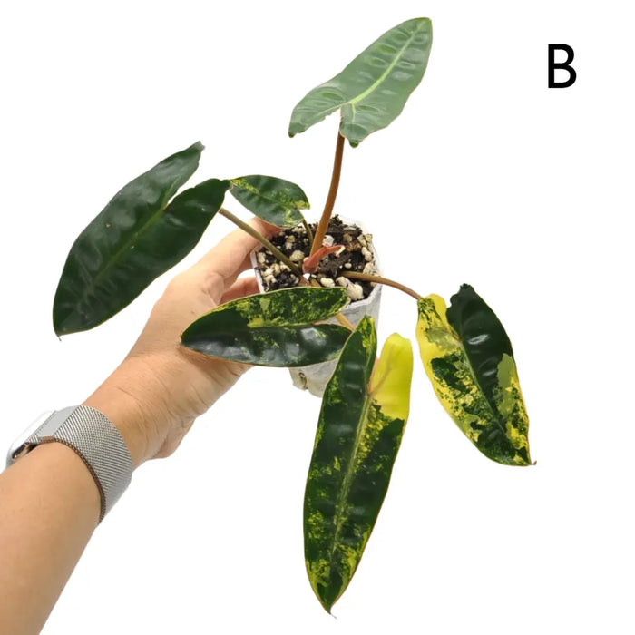 Philodendron Billietiae Variegata - soil