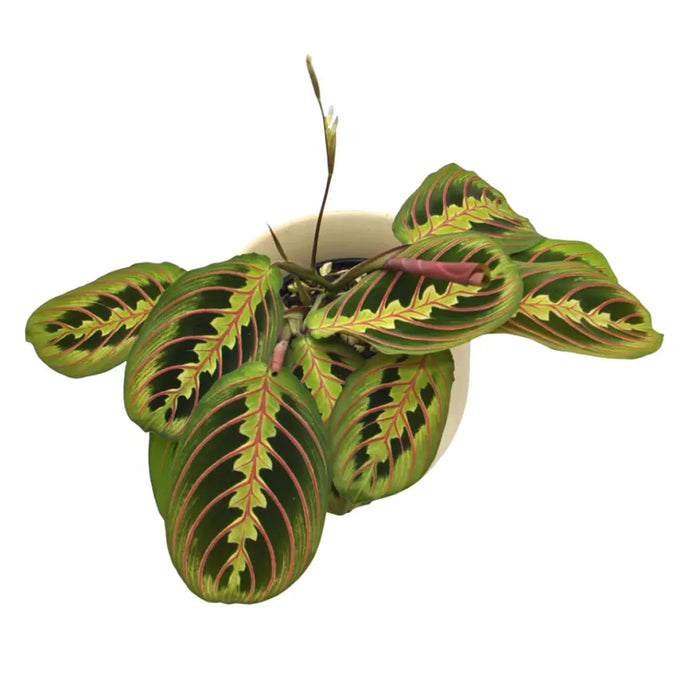 Red Vein Maranta leuconeura
