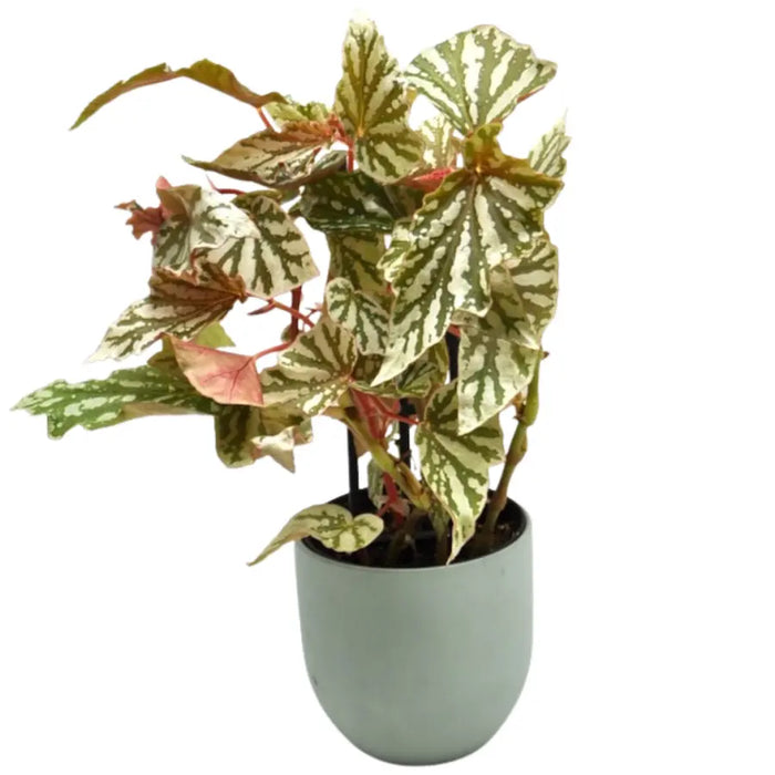 Begonia bohemian forest