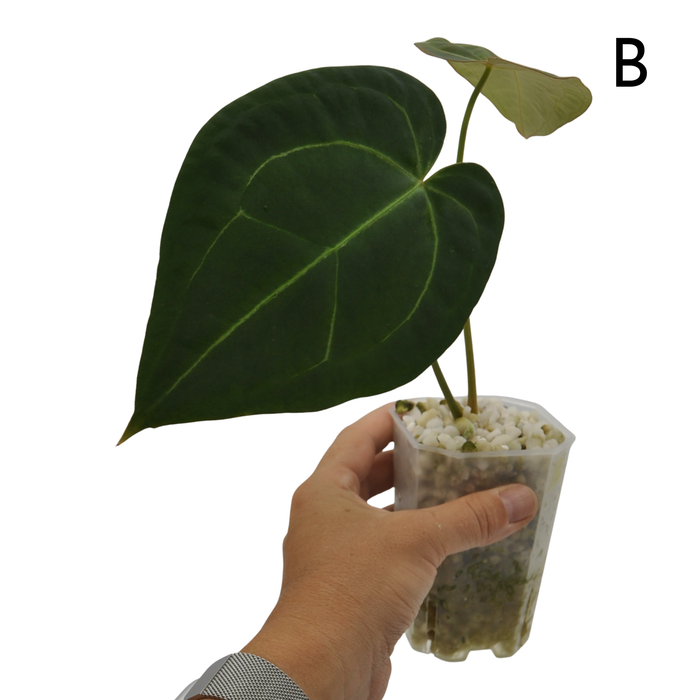 Anthurium Dark Complex x Black noID