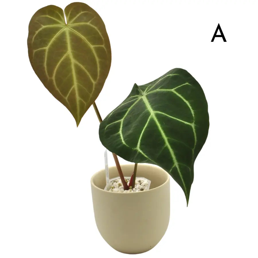Anthurium 'Black Sensation' x (probably with Magnificum) indoor