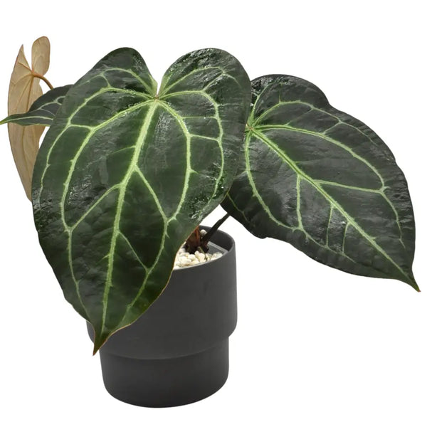 Anthurium Crystallinum x indoor plant — Green My Space