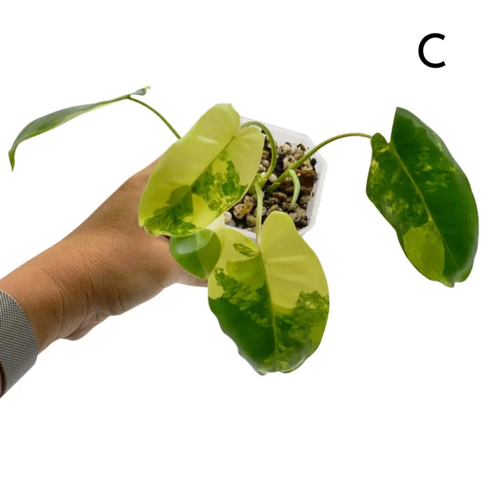 Variegated Philodendron Burle Marx