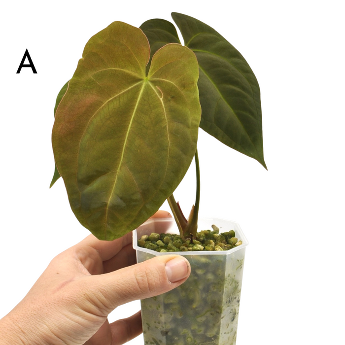 Anthurium Hoffmannii x