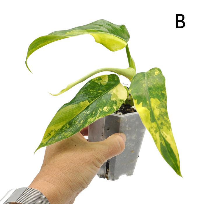 Philodendron Domesticum Variegata
