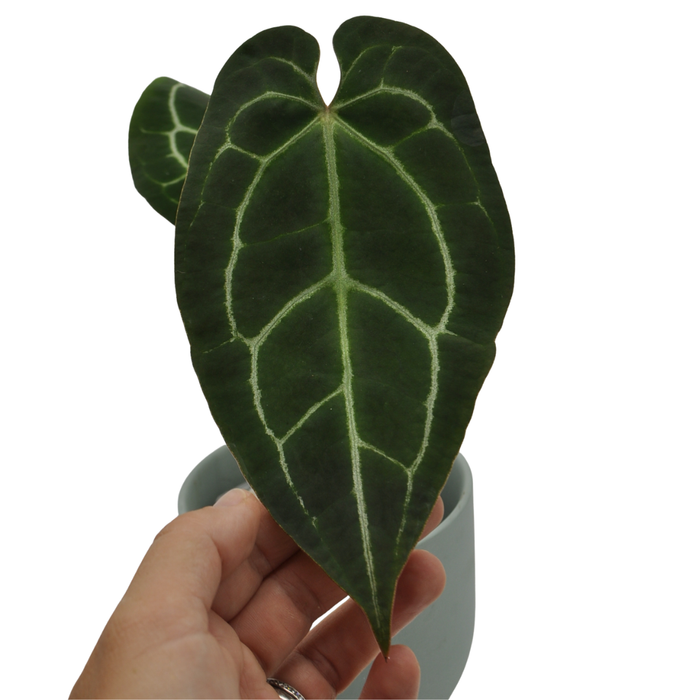 Anthurium Crystallinum x Forgetii indoor plant  Green My Space