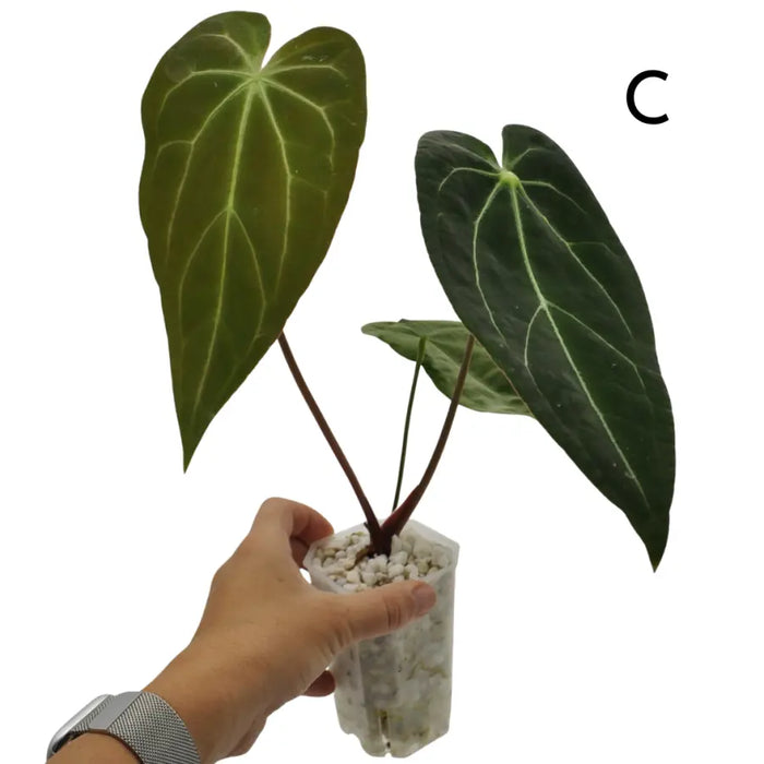 Anthurium papillilaminum x
