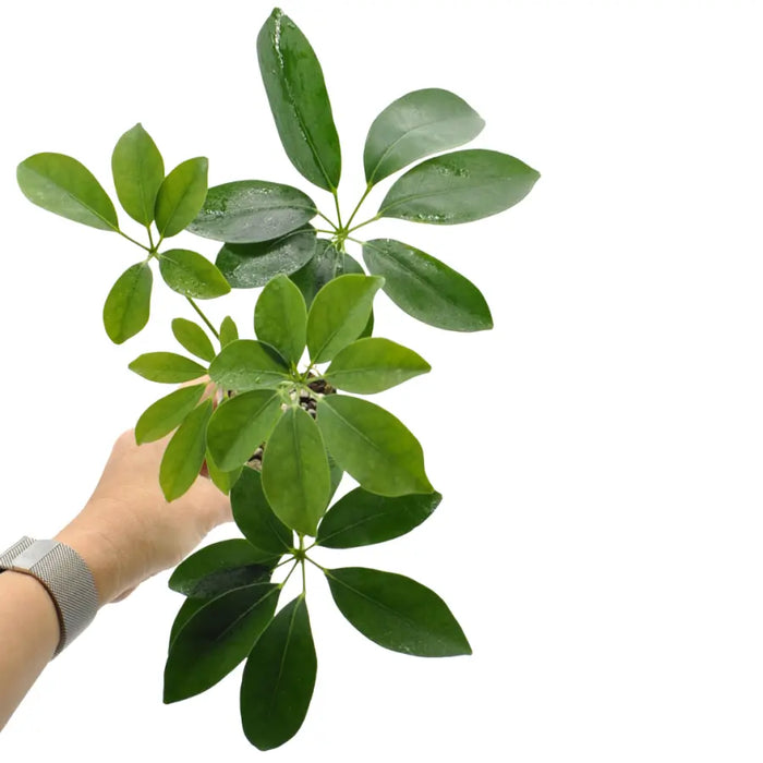 Schefflera arboricola